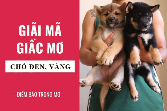 Giải mã giấc mơ: Nằm mơ thấy chó đen (chó mực), chó vàng điềm báo gì, lành hay dữ? con số liên quan