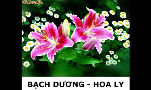 12 chòm sao là loài hoa nào?